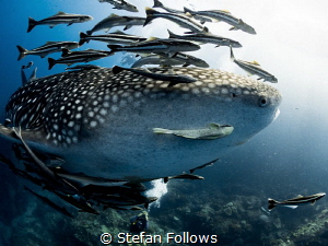 Entourage. Whale Shark - Rhincodon typus. Sail Rock, Thai... by Stefan Follows 